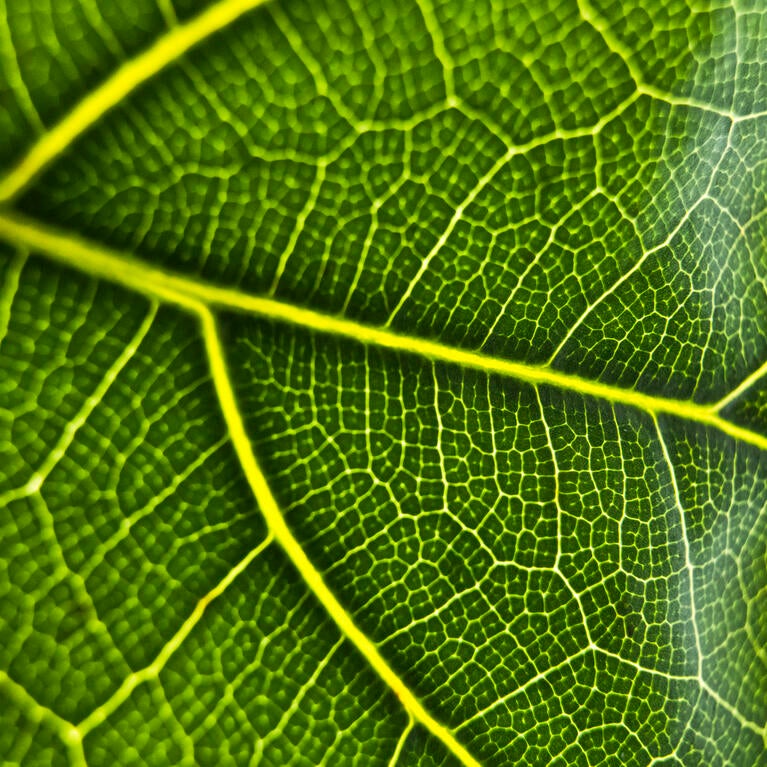 Green plants photosynthesis