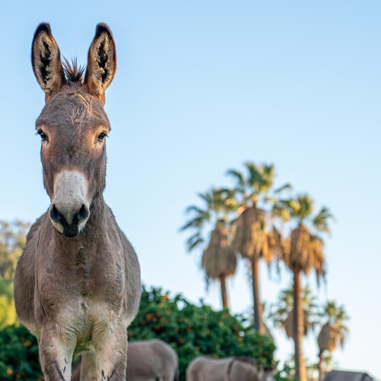Burro on campus