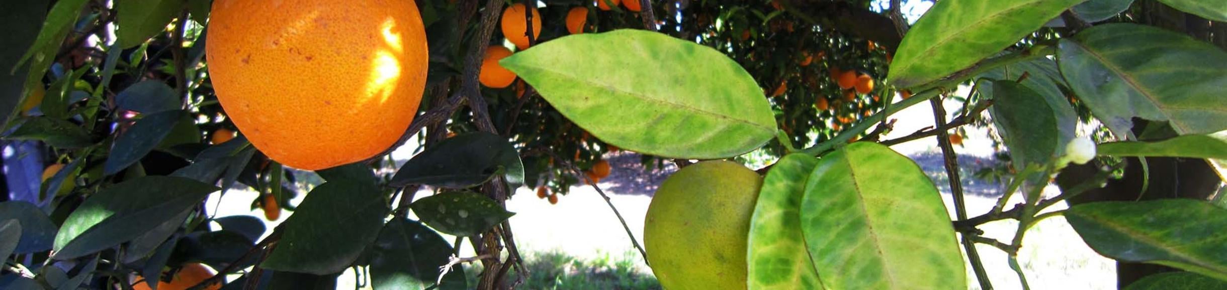 Huanglongbing (c) UCR