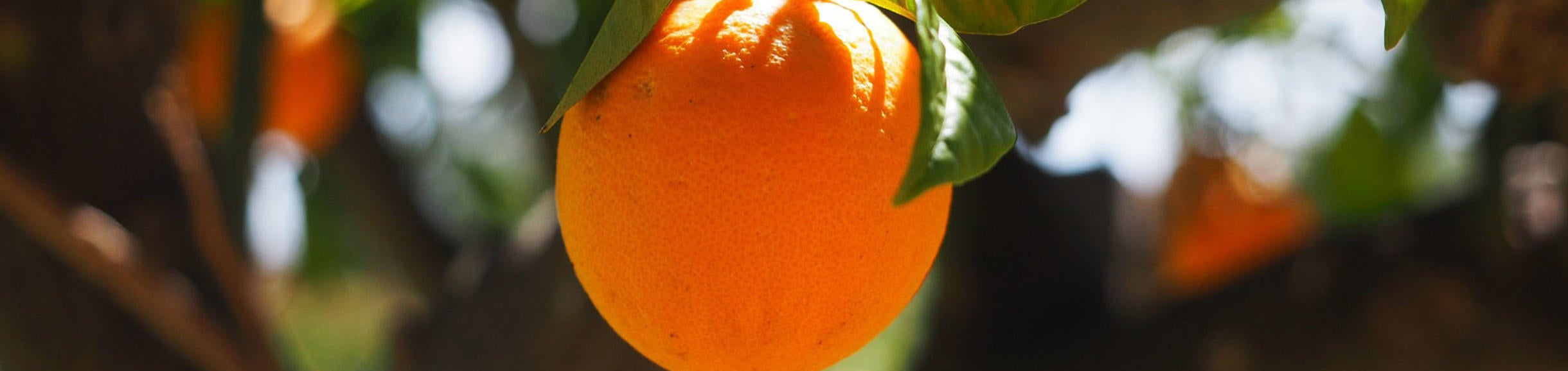 Oranges / pixabay.com