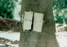 Graft-Transmissible ABSwOr 