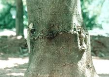 Graft-Transmissible ABSwOr 