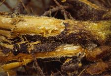 Fungus Diseases of Citrus 