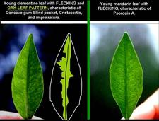 Concave Gum - Blind Pocket 