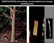 Concave Gum - Blind Pocket 