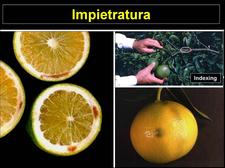 Concave Gum - Blind Pocket 