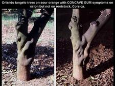 Concave Gum - Blind Pocket 