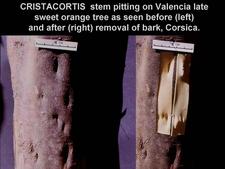 Concave Gum - Blind Pocket 