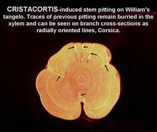 Concave Gum - Blind Pocket 