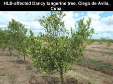 Huanglongbing 