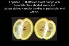 Huanglongbing 