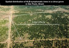 Huanglongbing 