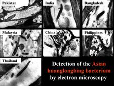 Huanglongbing 