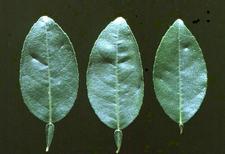 Vein Enation Woody Gall 