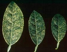 Vein Enation Woody Gall 