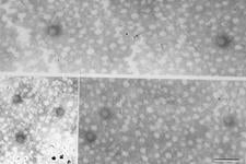 Vein Enation Woody Gall 