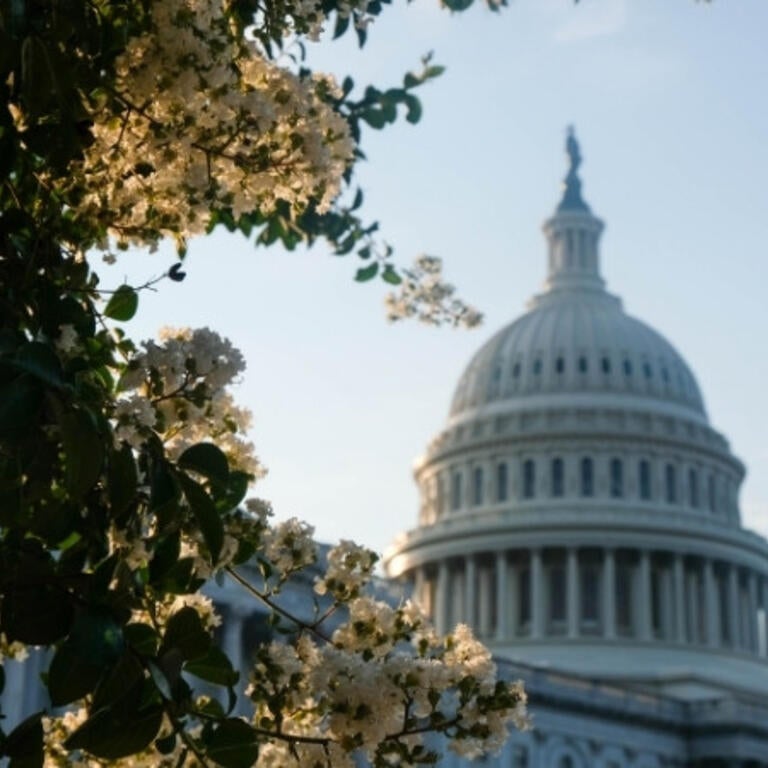 The dome of the US Capitol building next to green tree branches