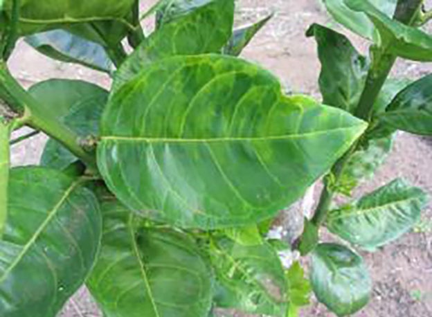 HLB leaf symptoms