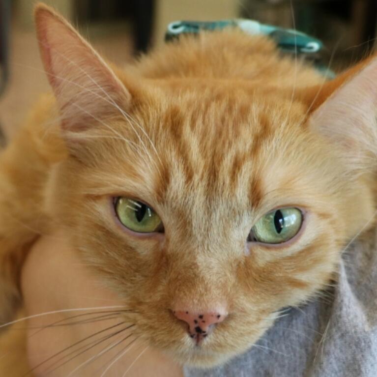 Image of a cat at Fall 2023 Therapy Fluffies for Finals Week Stress Relief 