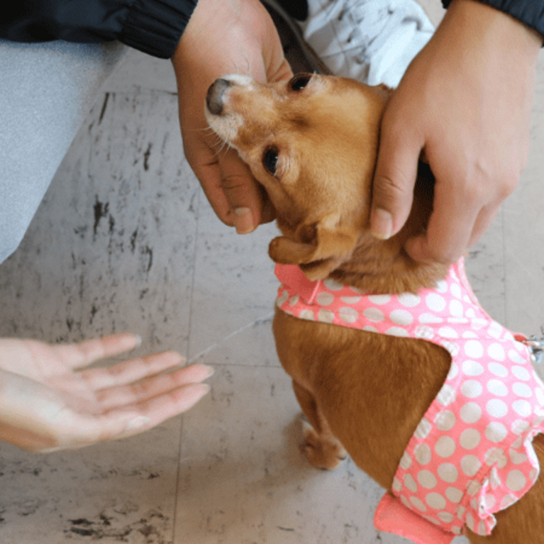 Image of a small dog being pet during Finals Week Stress Relief 