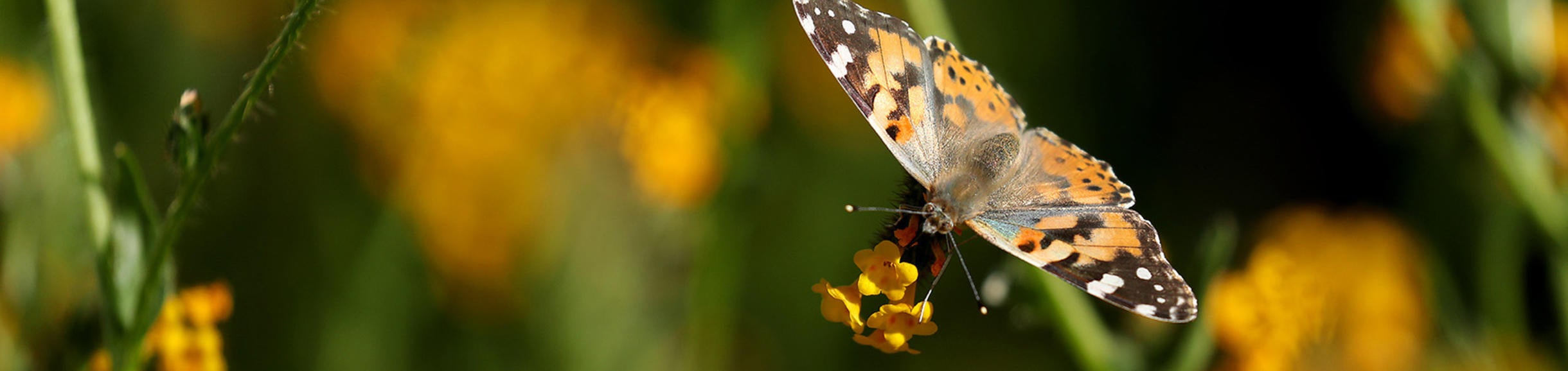 Painted Lady butterfly (c) UCR / Stan Lim