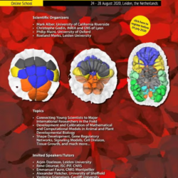 Modeling Shape and Size in Biological Development 2020