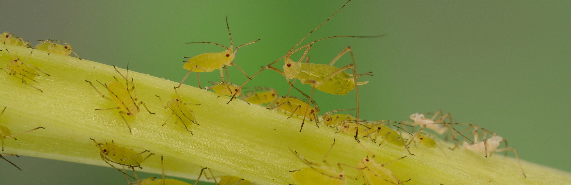 Banner image for Kerry Mauck Lab