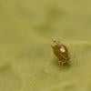 aphid EPG