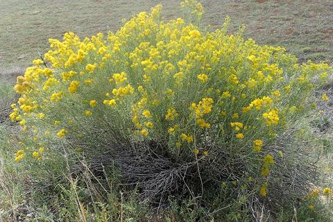 rabbitbrush