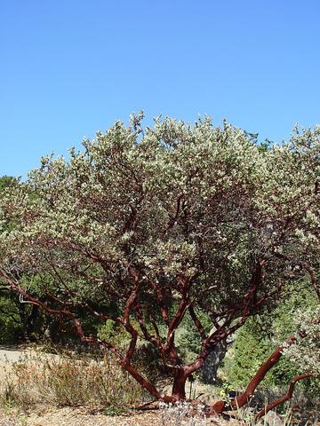 manzanita