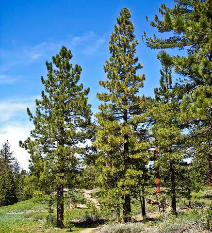 jeffrey pine