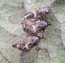 potato psyllid adults close-up