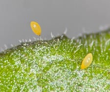 potato psyllid eggs