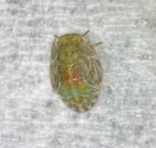 potato psyllid 5th instar nymph