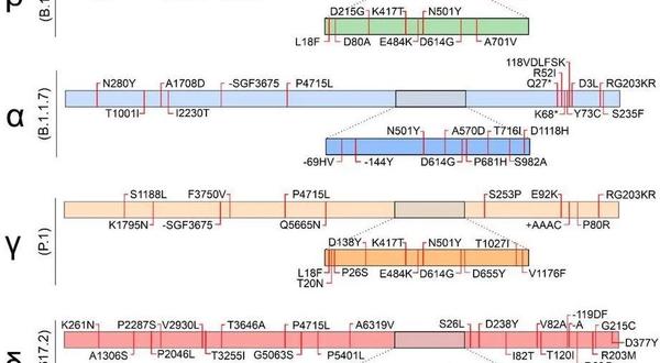 Gene map of common SARS-CoV-2 Variants, with Spike protein gene magnified