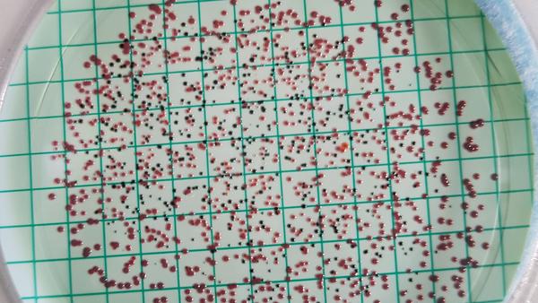 pixabay-microbiology-4541664