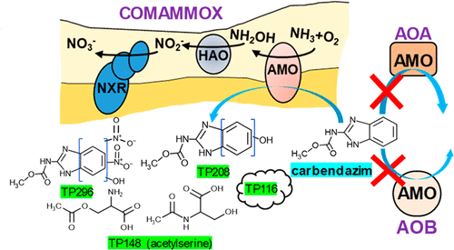 Specific micropollutant biotransformation pattern by the comammox bacterium Nitrospira inopinata