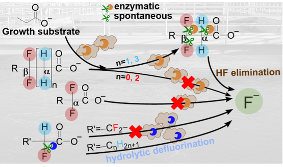 Structure-specific aerobic defluorination of short-chain fluorinated carboxylic acids by activated sludge communities