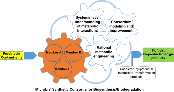Synthetic microbial consortia for biosynthesis and biodegradation: promises and challenges