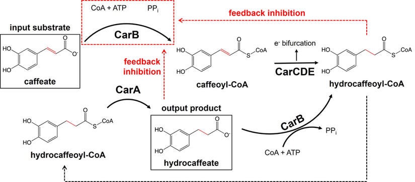 Dual feedback inhibition of ATP-dependent caffeate activation economizes ATP in caffeate-dependent electron bifurcation