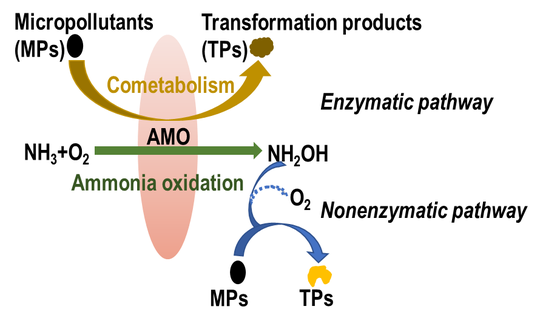 Ammonia monooxygenase-mediated cometabolic biotransformation and abiotic transformation of micropollutants in an AOB/NOB co-culture