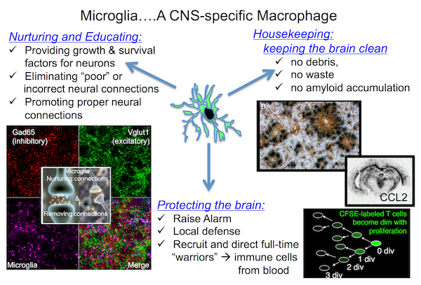 Microglia - a CNS-Specific macrophage Nurturing and educating: Providing growth and survival factors for neurons Eliminating poor or incorrect neural connections Promoting proper neural connections  Housekeeping: keeping the brain clean No debris, no waste, no amyloid accumulation  Protecting the brain  Raise alarm, local defense, recruit and direct full time warriors, immune cells from blood  Including microscopy of microglia