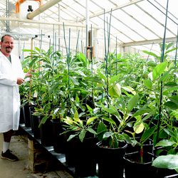 brandon mckee greenhouse