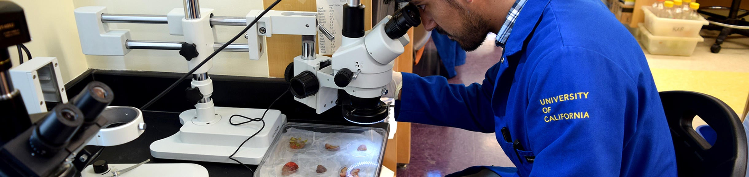 student looking through a microscope (c) UCR/CNAS