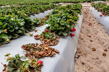putman strawberry field
