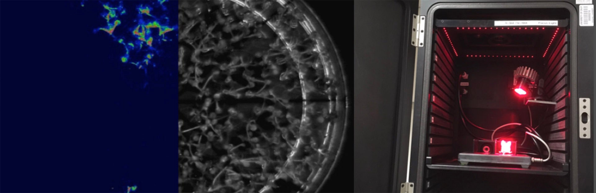 Dark Box Luciferase Assay