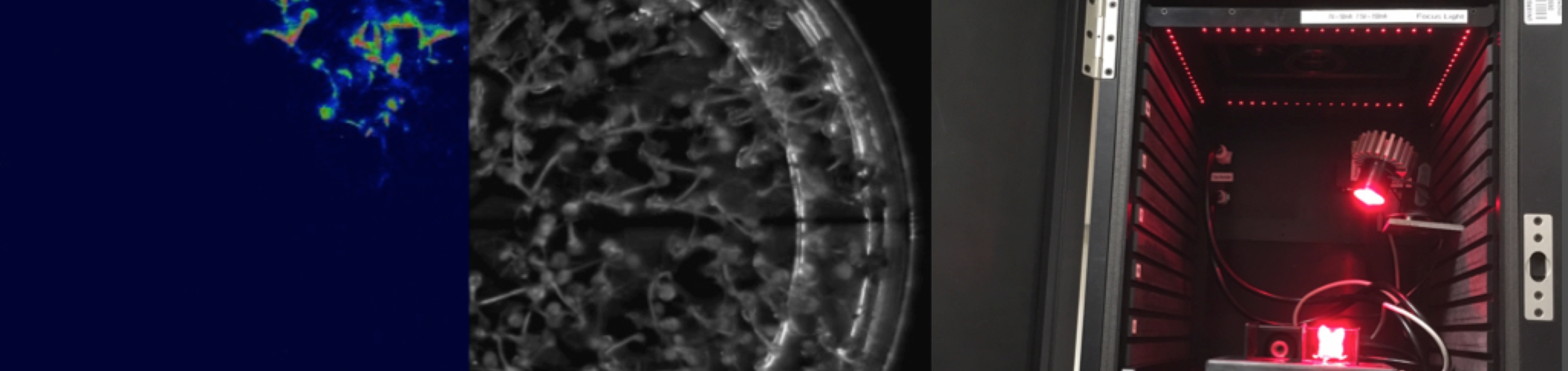 Luciferase Arabidopsis Assay