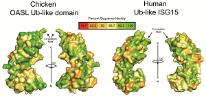 viral host interactions