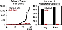 monoclonal antibodies