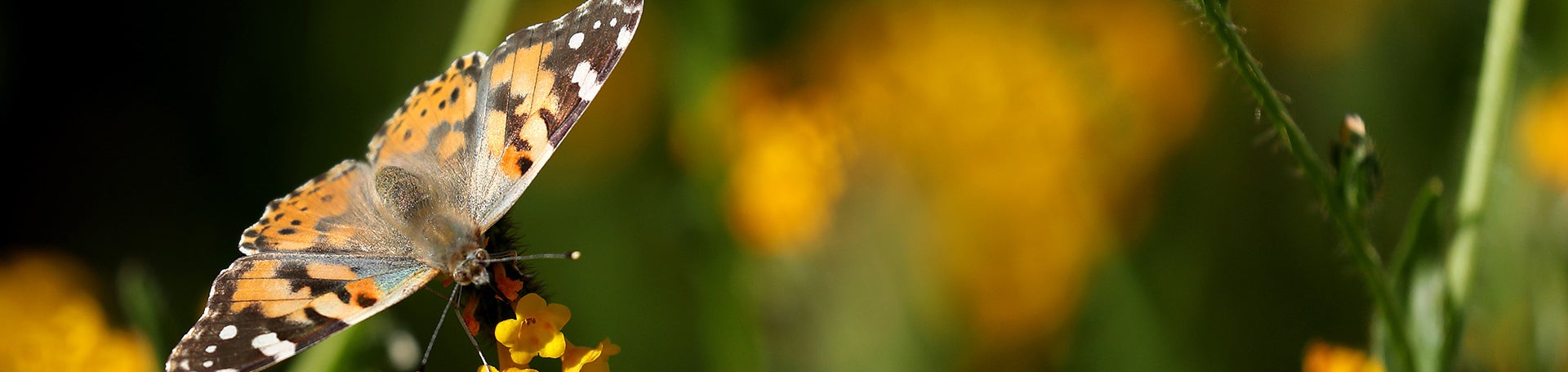 butterfly at Motte Rimrock (c) UCR / Stan Lim